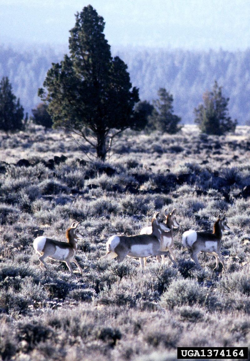 Pronghorn Antelopes (Antilocapra americana) {!--가지뿔영양-->; DISPLAY FULL IMAGE.