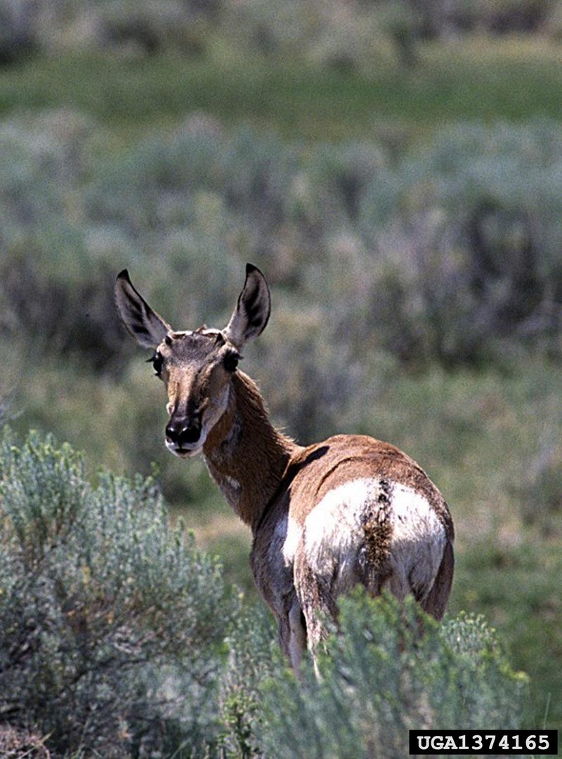 Pronghorn Antelopes (Antilocapra americana) {!--가지뿔영양-->; DISPLAY FULL IMAGE.