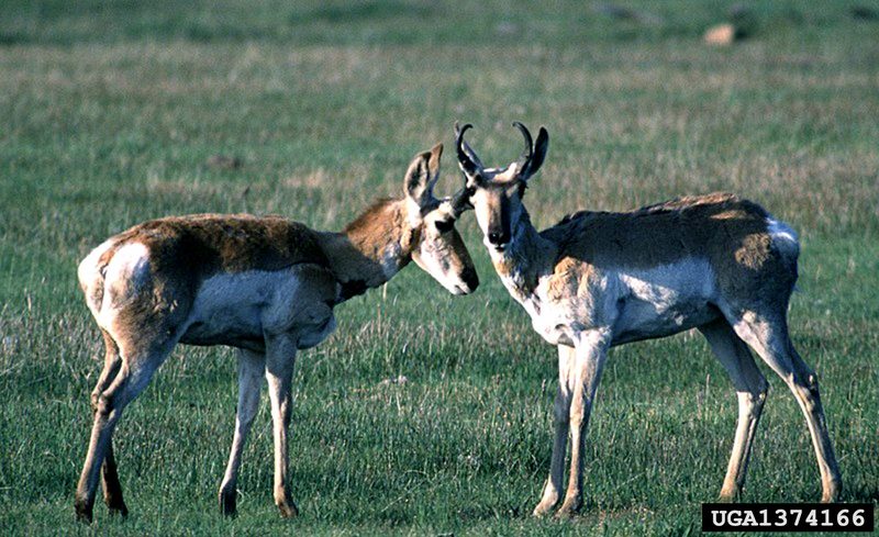 Pronghorn Antelopes (Antilocapra americana) {!--가지뿔영양-->; DISPLAY FULL IMAGE.