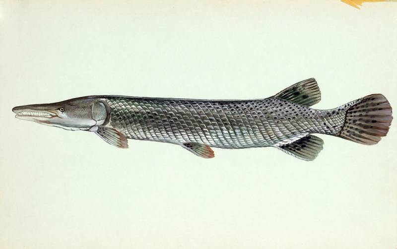 Alligator Gar (Lepisosteus spatula) {!--악어꼬치고기-->; DISPLAY FULL IMAGE.