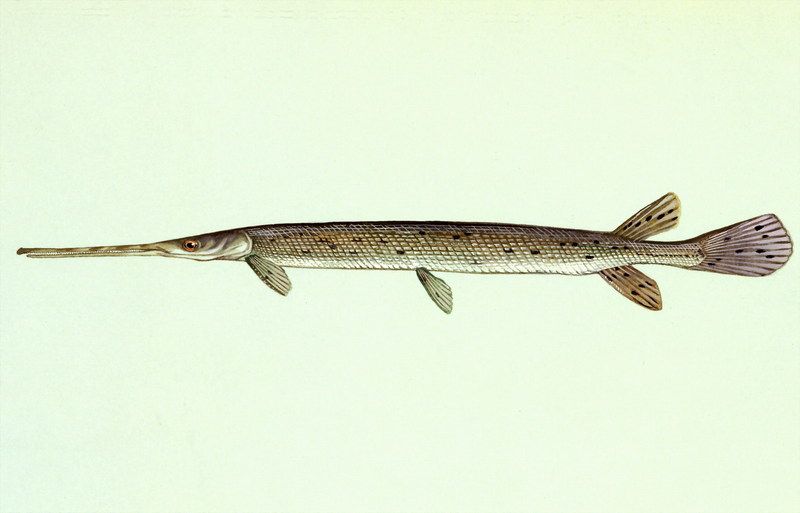 Longnose Gar (Lepisosteus osseus) {!--긴코민물꼬치고기-->; DISPLAY FULL IMAGE.