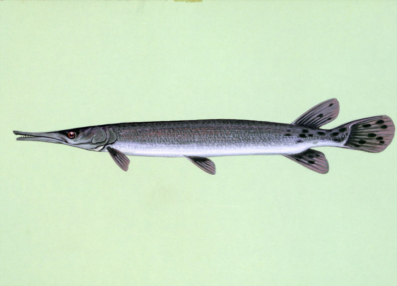 Shortnose Gar (Lepisosteus platostomus) {!--짧은코민물꼬치고기-->; DISPLAY FULL IMAGE.