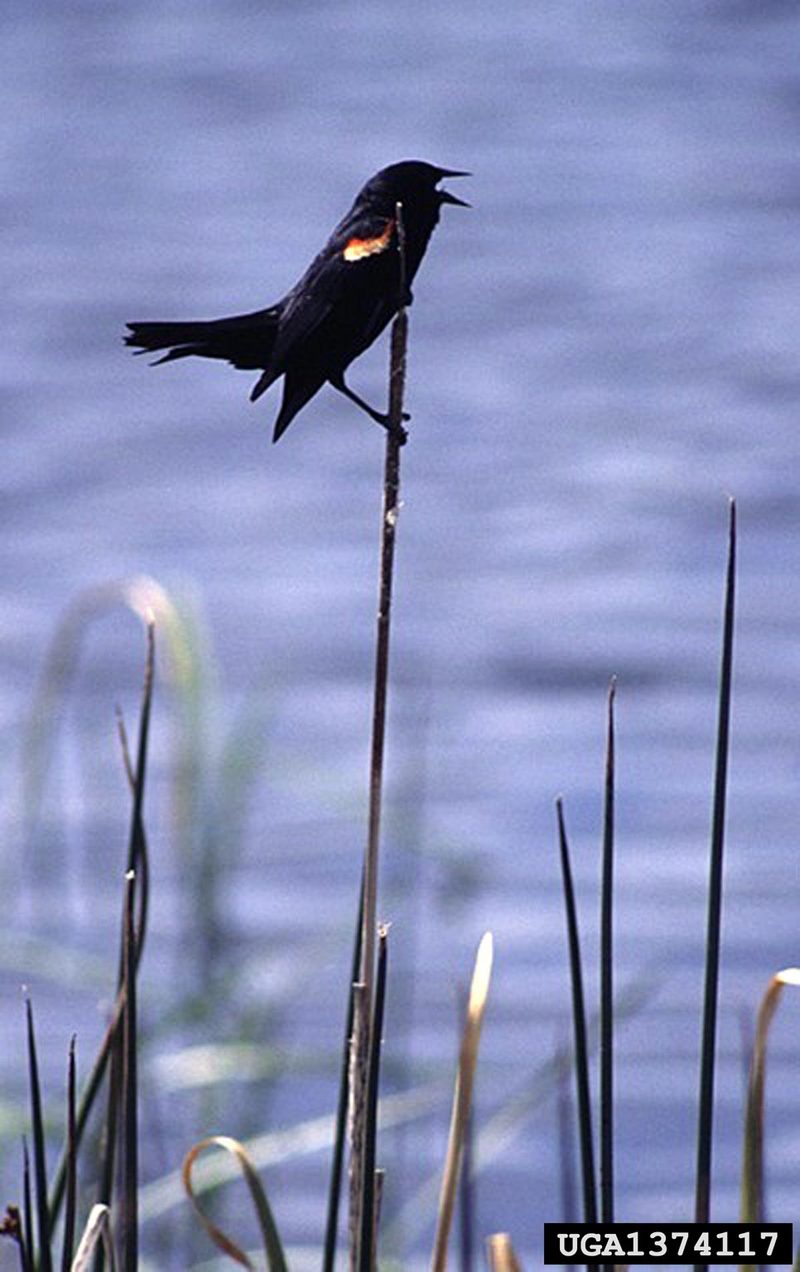 Red-winged Blackbird (Agelaius phoeniceus) {!--붉은어깨찌르레기사촌-->; DISPLAY FULL IMAGE.