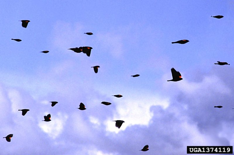 Red-winged Blackbirds (Agelaius phoeniceus) {!--붉은어깨찌르레기사촌-->; DISPLAY FULL IMAGE.