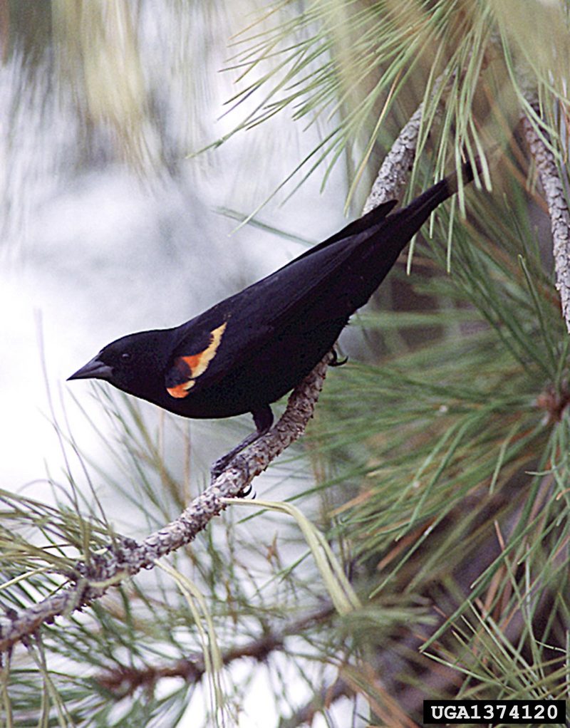 Red-winged Blackbird (Agelaius phoeniceus) {!--붉은어깨찌르레기사촌-->; DISPLAY FULL IMAGE.