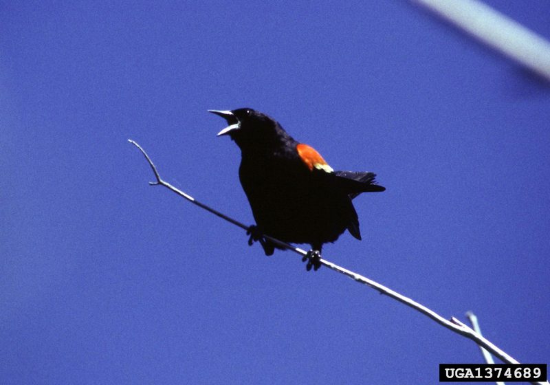 Red-winged Blackbird (Agelaius phoeniceus) {!--붉은어깨찌르레기사촌-->; DISPLAY FULL IMAGE.