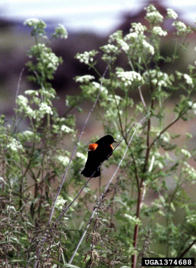 Red-winged Blackbird (Agelaius phoeniceus) {!--붉은어깨찌르레기사촌-->; DISPLAY FULL IMAGE.