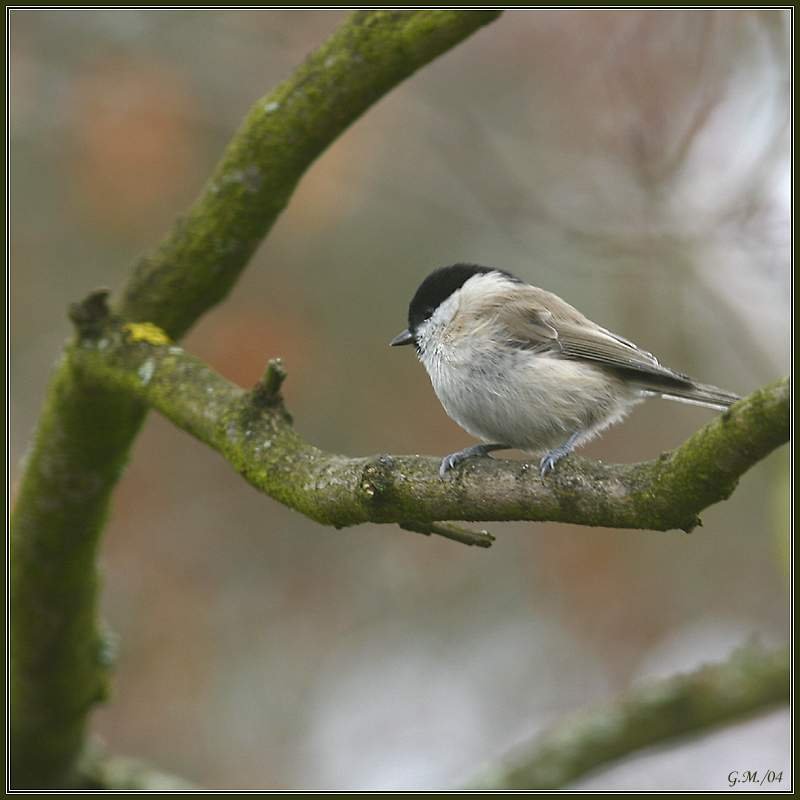Nice perch; DISPLAY FULL IMAGE.