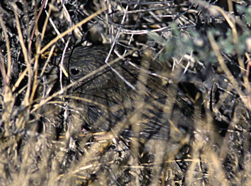 Dark-eyed Junco (Junco hyemalis) {!--검은눈방울새-->; DISPLAY FULL IMAGE.