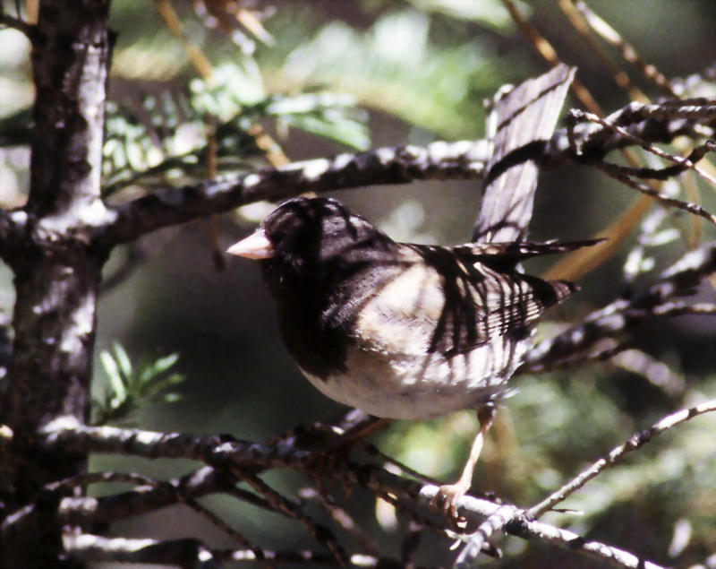 Dark-eyed Junco (Junco hyemalis) {!--검은눈방울새-->; DISPLAY FULL IMAGE.