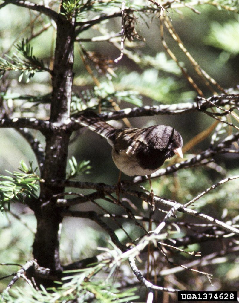 Dark-eyed Junco (Junco hyemalis) {!--검은눈방울새-->; DISPLAY FULL IMAGE.