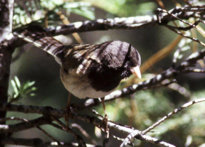 Dark-eyed Junco (Junco hyemalis) {!--검은눈방울새-->; DISPLAY FULL IMAGE.