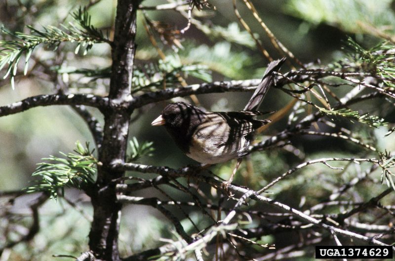 Dark-eyed Junco (Junco hyemalis) {!--검은눈방울새-->; DISPLAY FULL IMAGE.