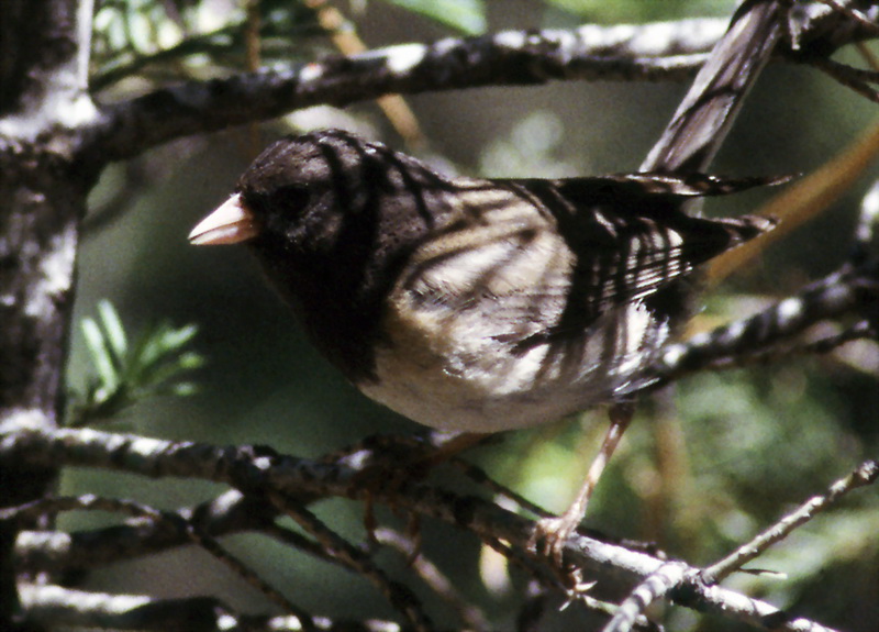 Dark-eyed Junco (Junco hyemalis) {!--검은눈방울새-->; DISPLAY FULL IMAGE.