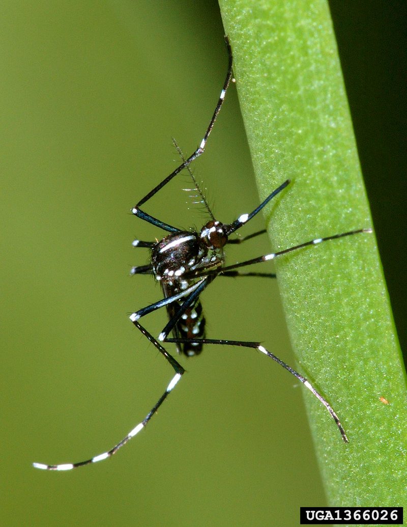 Asian Tiger Mosquito (Aedes albopictus) {!--흰줄숲모기-->; DISPLAY FULL IMAGE.