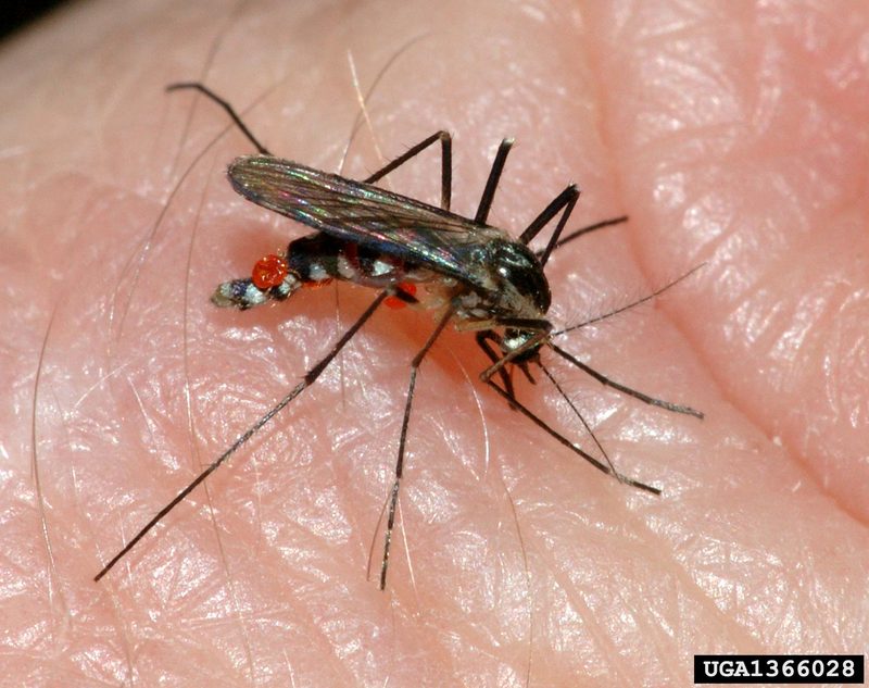 Eastern Treehole Mosquito (Aedes triseriatus) {!--미국흰줄숲모기-->; DISPLAY FULL IMAGE.