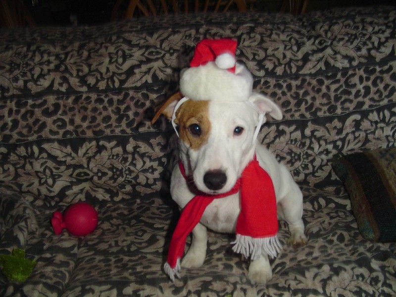 Rocky at Christmas; DISPLAY FULL IMAGE.