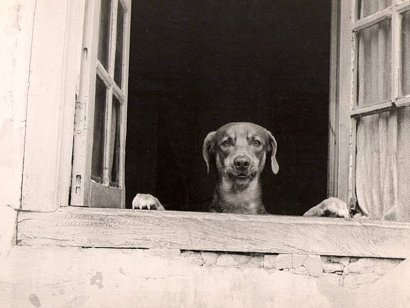 Cute Dog; DISPLAY FULL IMAGE.