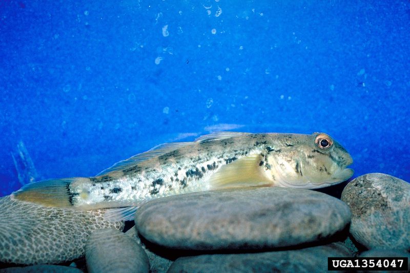 Round Goby (Neogobius melanostomus) {!--검은입망둑-->; DISPLAY FULL IMAGE.