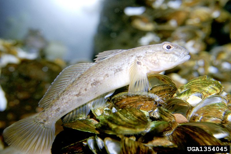 Round Goby (Neogobius melanostomus) {!--검은입망둑-->; DISPLAY FULL IMAGE.