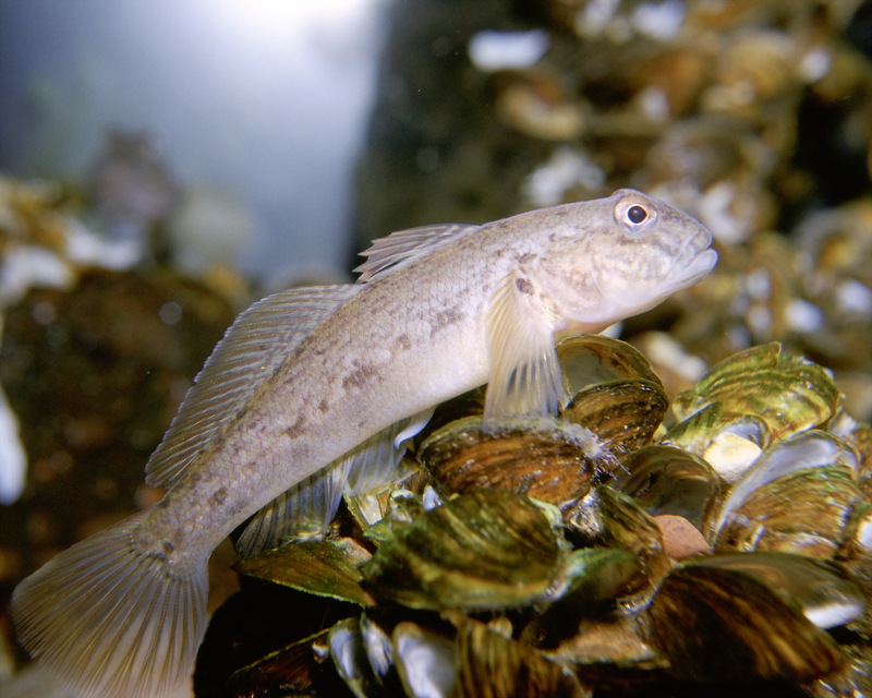 Round Goby (Neogobius melanostomus) {!--검은입망둑-->; DISPLAY FULL IMAGE.