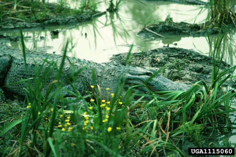 American alligator (Alligator mississippiensis){!--미시시피악어-->; DISPLAY FULL IMAGE.