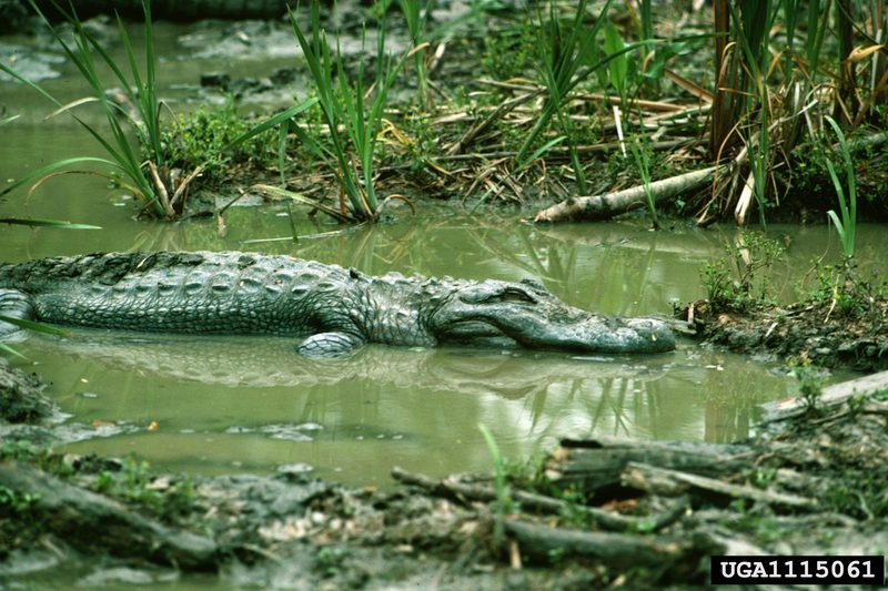 American alligator (Alligator mississippiensis){!--미시시피악어-->; DISPLAY FULL IMAGE.