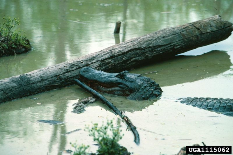 American alligator (Alligator mississippiensis){!--미시시피악어-->; DISPLAY FULL IMAGE.