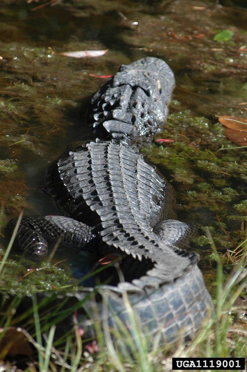 American alligator (Alligator mississippiensis){!--미시시피악어-->; DISPLAY FULL IMAGE.