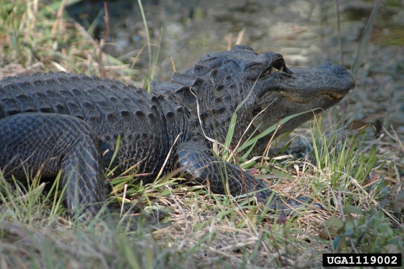 American alligator (Alligator mississippiensis){!--미시시피악어-->; DISPLAY FULL IMAGE.