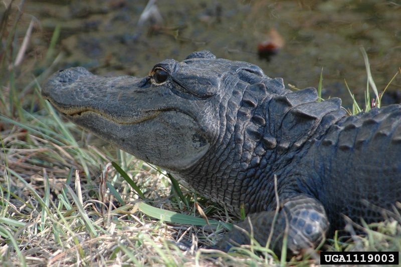 American alligator (Alligator mississippiensis){!--미시시피악어-->; DISPLAY FULL IMAGE.