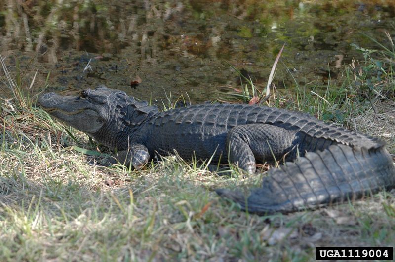 American alligator (Alligator mississippiensis){!--미시시피악어-->; DISPLAY FULL IMAGE.