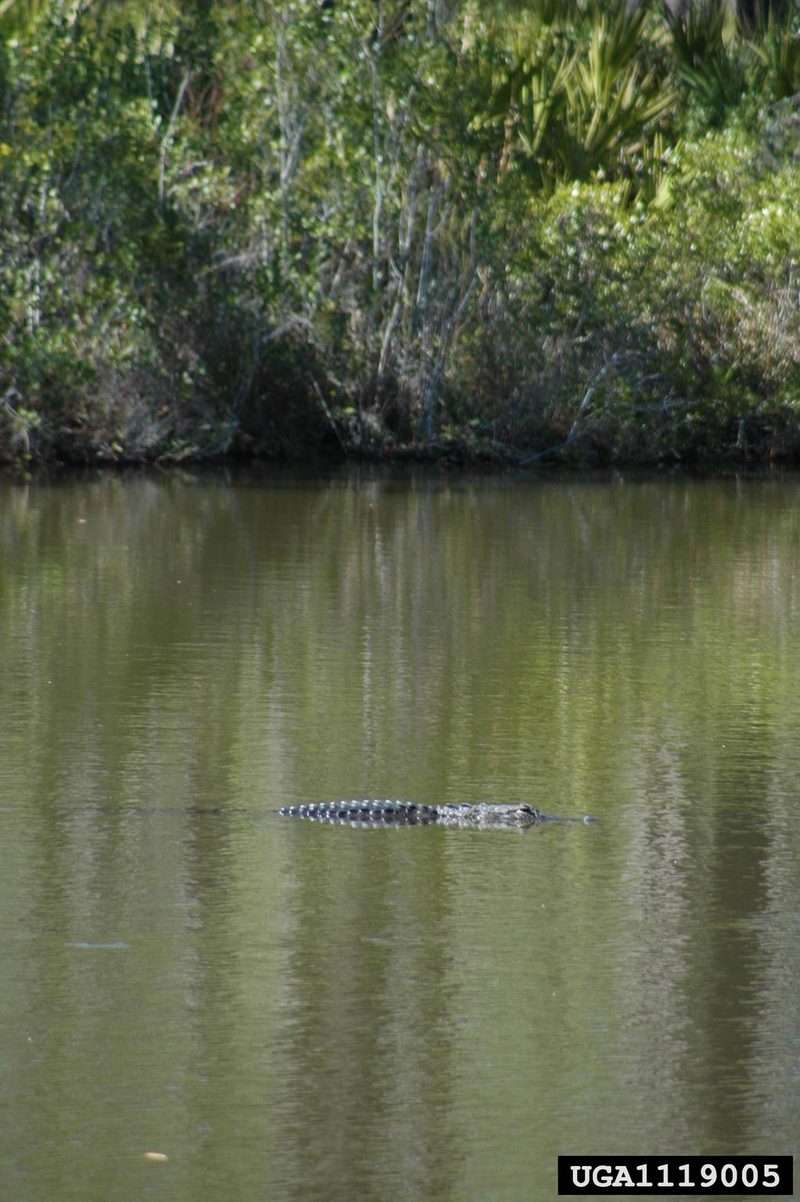 American alligator (Alligator mississippiensis){!--미시시피악어-->; DISPLAY FULL IMAGE.