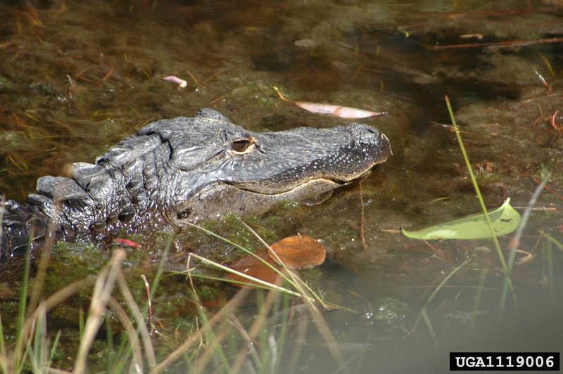 American alligator (Alligator mississippiensis){!--미시시피악어-->; DISPLAY FULL IMAGE.