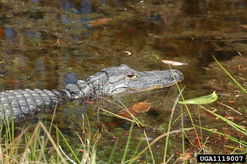 American alligator (Alligator mississippiensis){!--미시시피악어-->; DISPLAY FULL IMAGE.