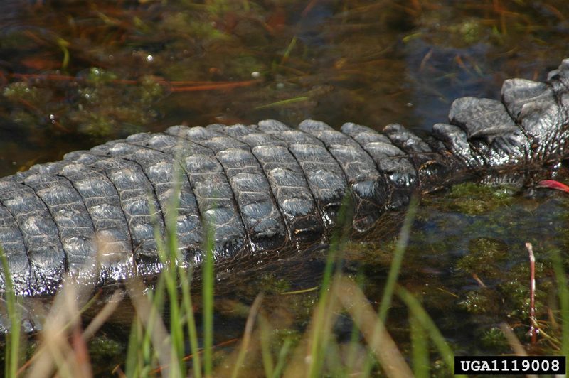 American alligator (Alligator mississippiensis){!--미시시피악어-->; DISPLAY FULL IMAGE.