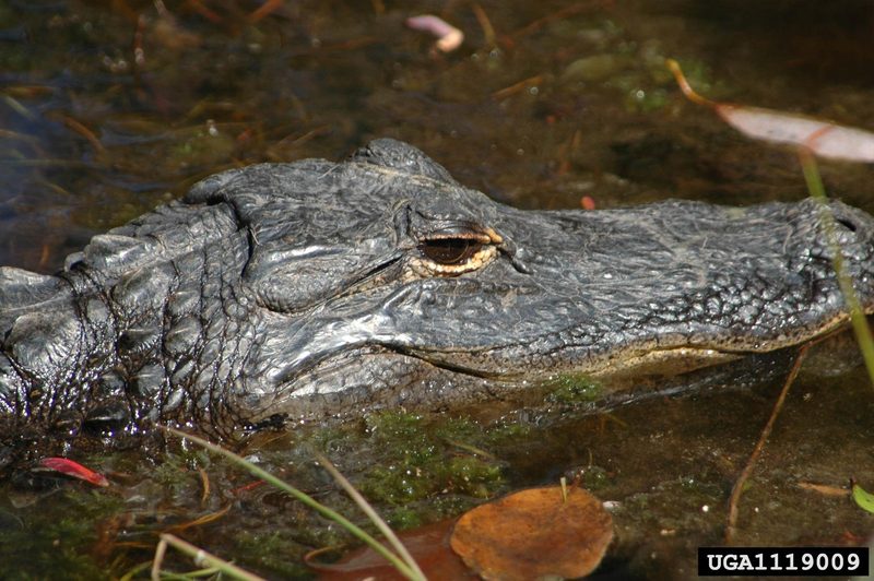 American alligator (Alligator mississippiensis){!--미시시피악어-->; DISPLAY FULL IMAGE.