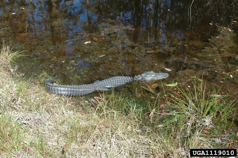 American alligator (Alligator mississippiensis){!--미시시피악어-->; DISPLAY FULL IMAGE.