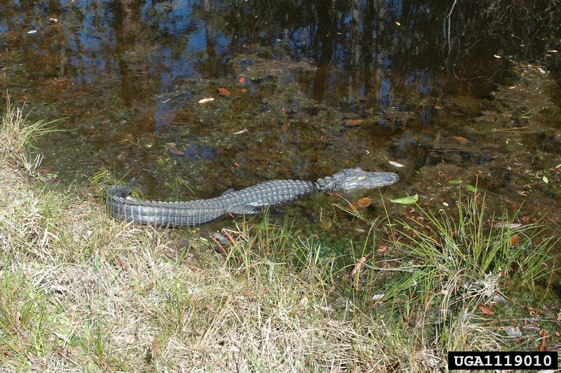 American alligator (Alligator mississippiensis){!--미시시피악어-->; DISPLAY FULL IMAGE.