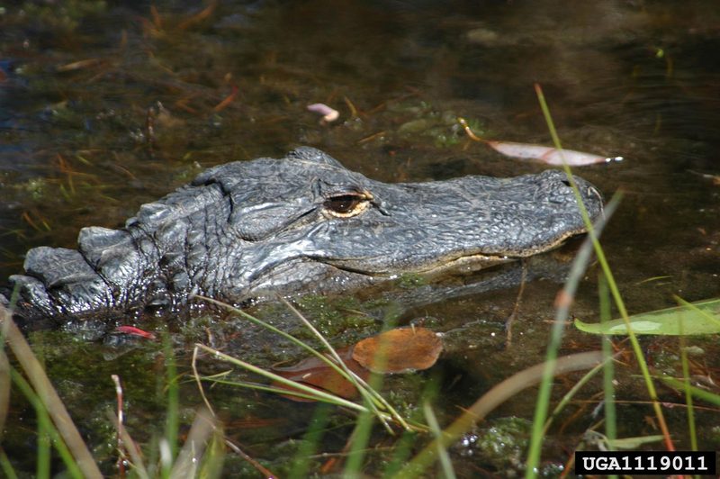 American alligator (Alligator mississippiensis){!--미시시피악어-->; DISPLAY FULL IMAGE.