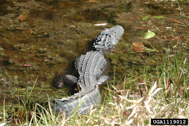 American alligator (Alligator mississippiensis){!--미시시피악어-->; DISPLAY FULL IMAGE.