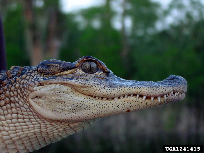 American alligator (Alligator mississippiensis){!--미시시피악어-->; DISPLAY FULL IMAGE.
