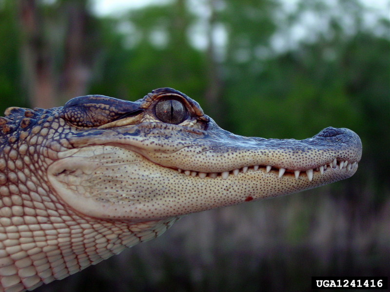 American alligator (Alligator mississippiensis){!--미시시피악어-->; DISPLAY FULL IMAGE.