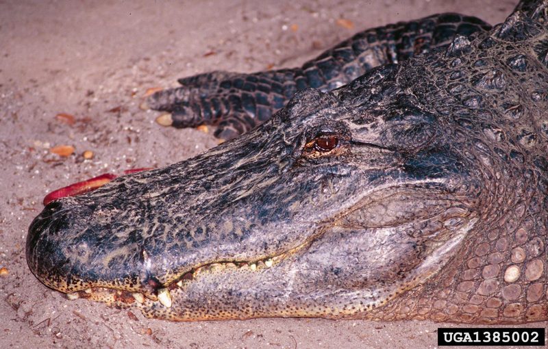 American alligator (Alligator mississippiensis){!--미시시피악어-->; DISPLAY FULL IMAGE.