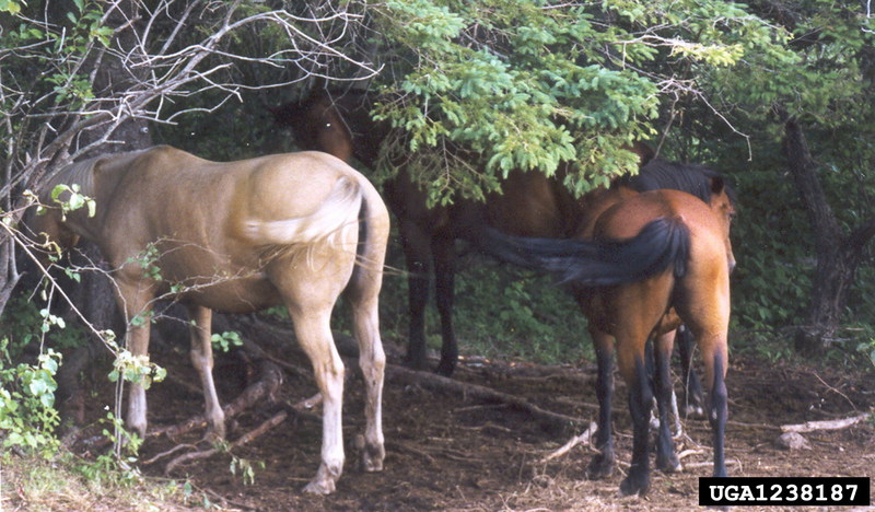 Domestic Horse (Equus caballus) {!--말-->; DISPLAY FULL IMAGE.
