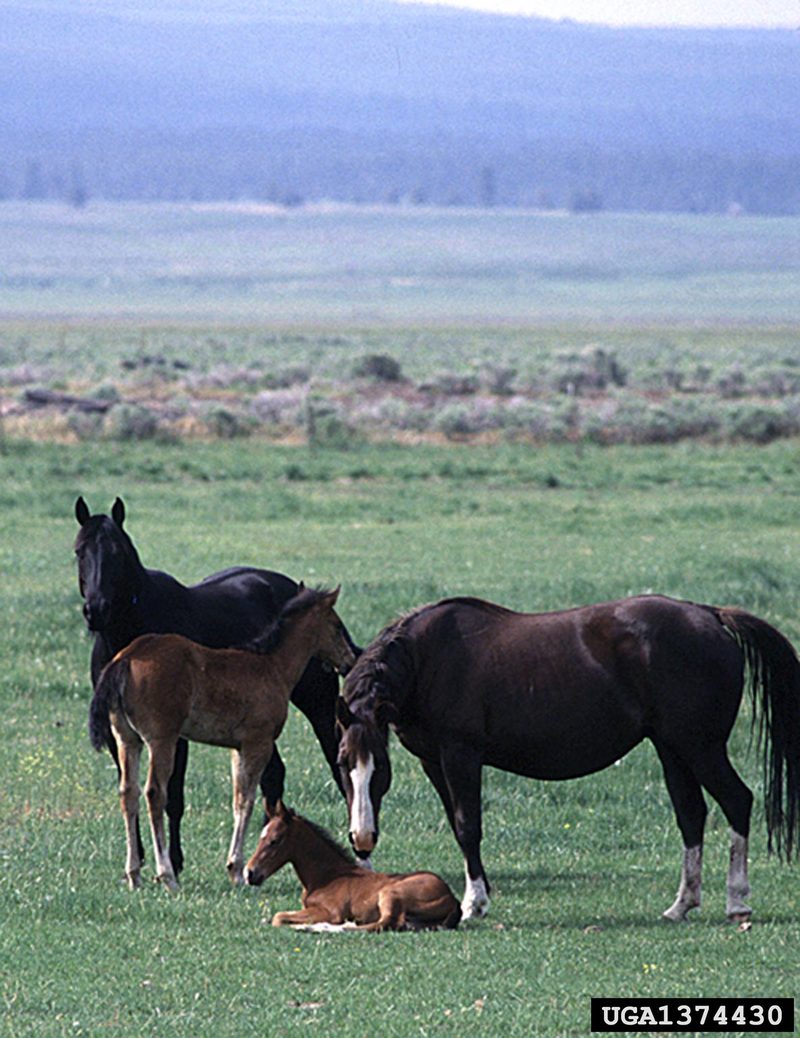 Domestic Horse (Equus caballus) {!--말-->; DISPLAY FULL IMAGE.