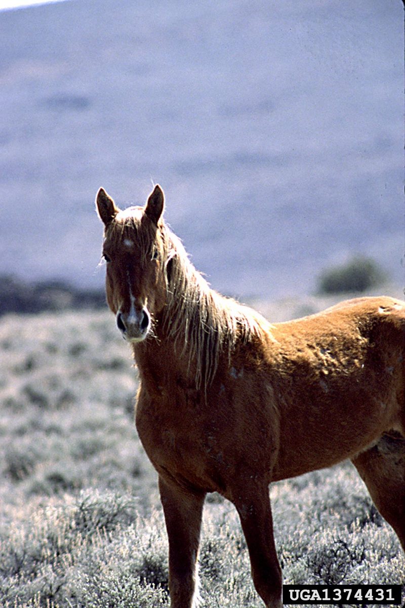 Wild Horse (Equus caballus) {!--말(야생마)-->; DISPLAY FULL IMAGE.