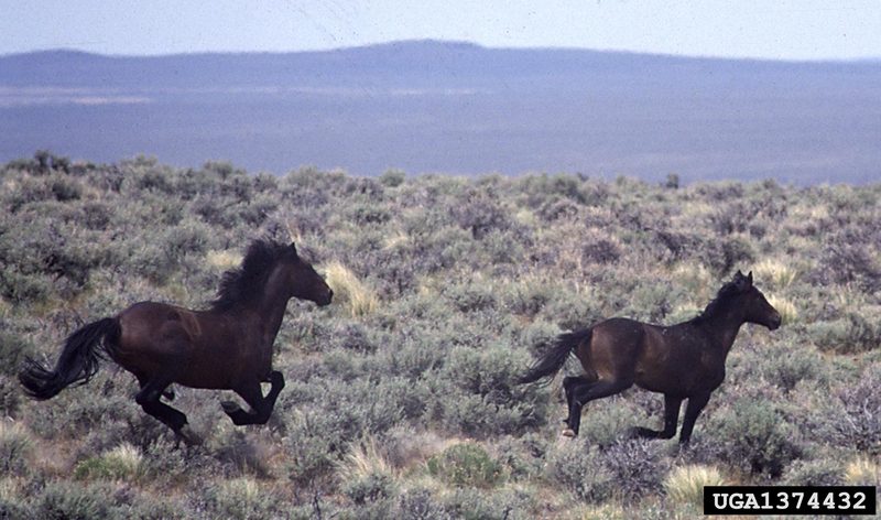 Wild Horse (Equus caballus) {!--말(야생마)-->; DISPLAY FULL IMAGE.