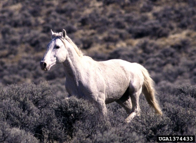 Wild Horse (Equus caballus) {!--말(야생마)-->; DISPLAY FULL IMAGE.