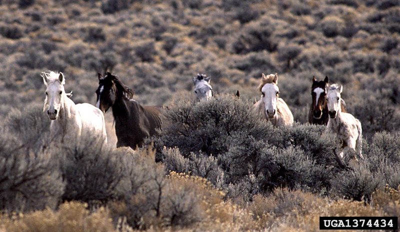 Wild Horse (Equus caballus) {!--말(야생마)-->; DISPLAY FULL IMAGE.